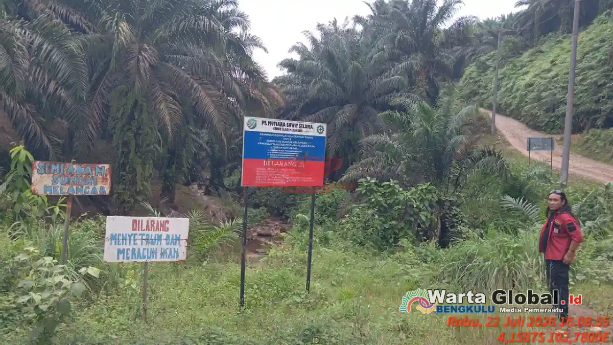 PT.Mutiara Sawit Seluma Tanam Sawit  Disepadan Sungai Air Melancar  Melanggar PP No 38 Tahun 2011 Tentang DAS